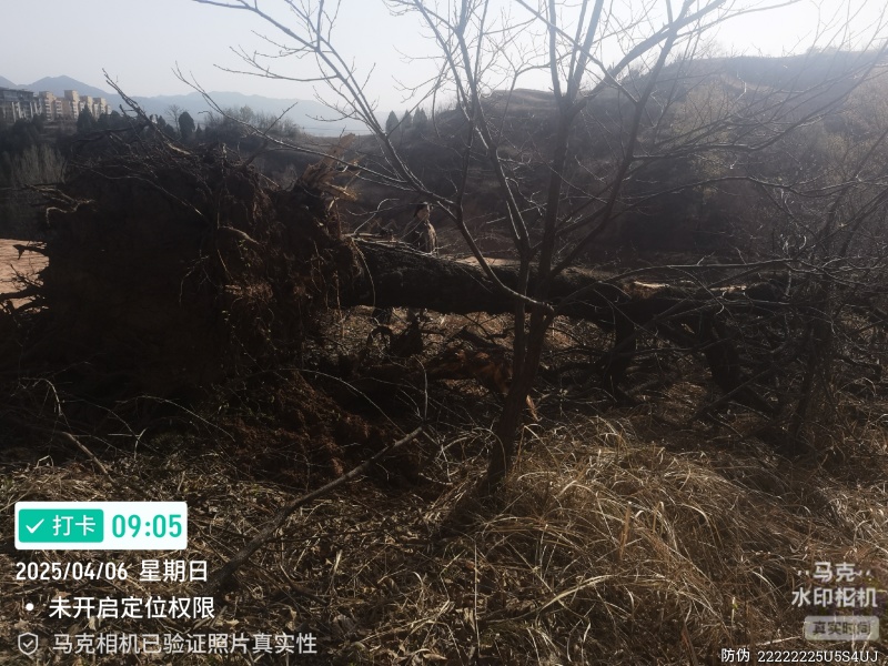 陕西60公分百年柿子树