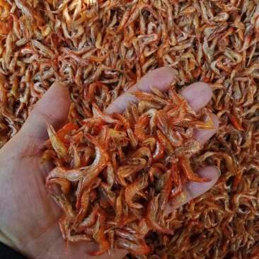 河虾干新鲜货