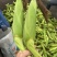 湛江花糯玉米