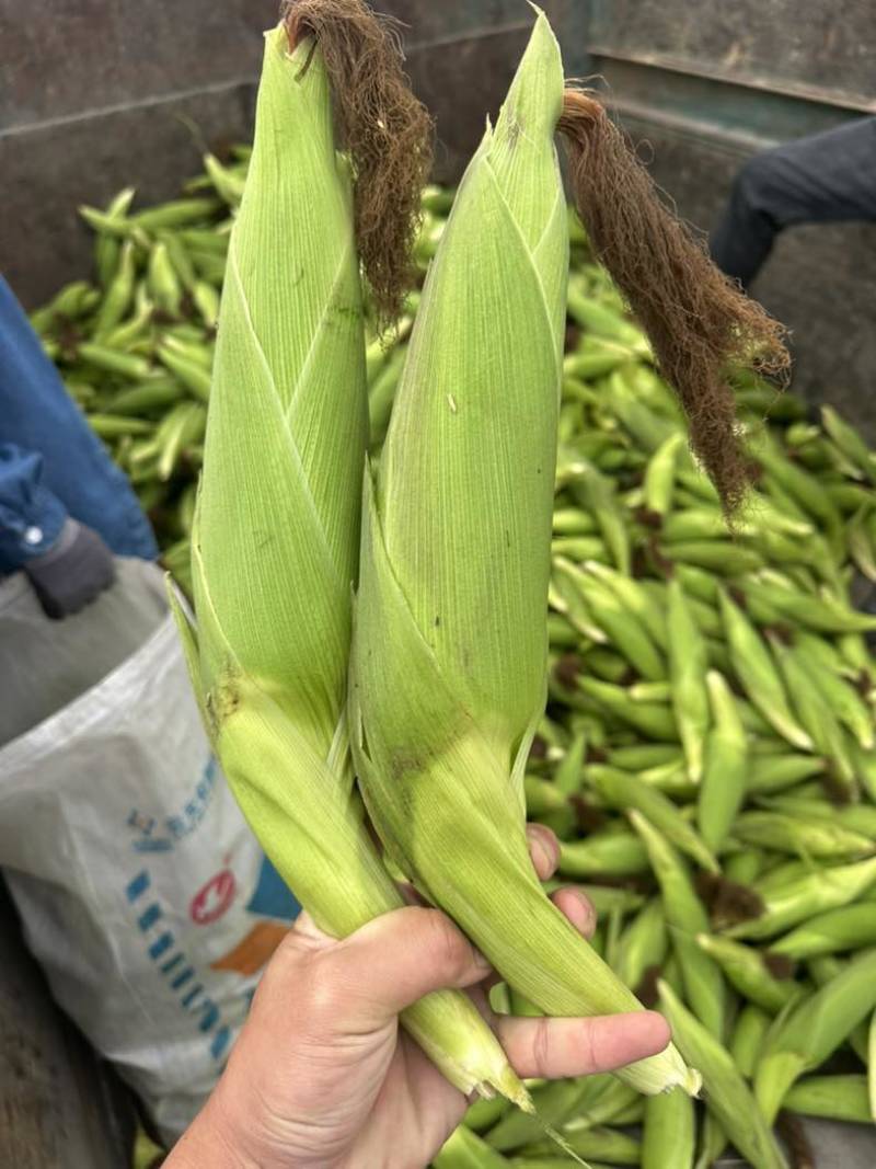 湛江花糯玉米