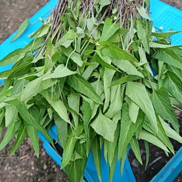 梨头草