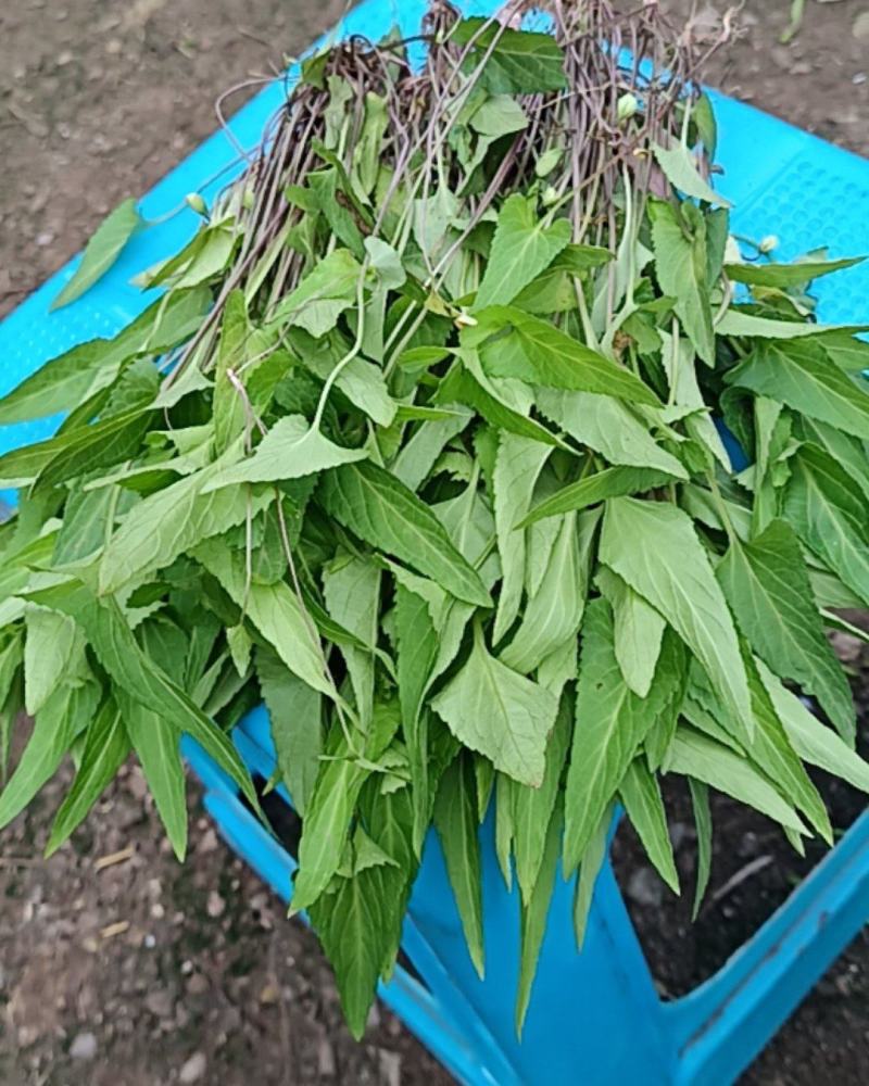 梨头草