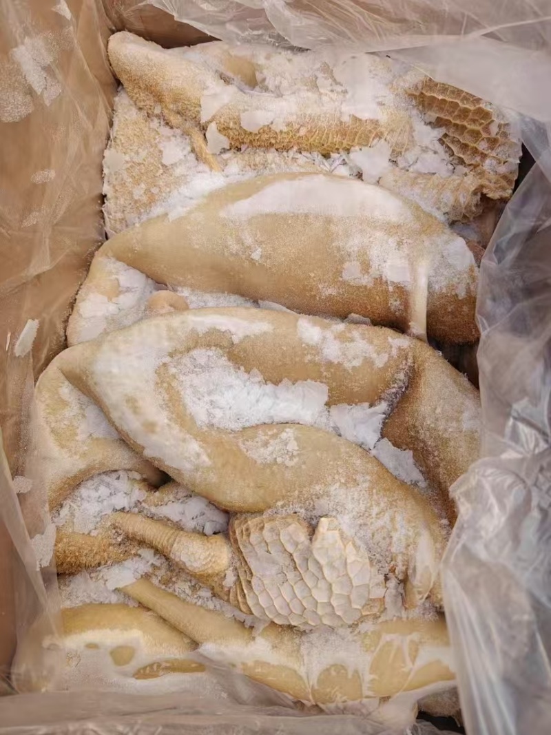 牛肚带金钱肚