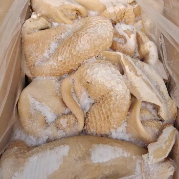 牛肚带金钱肚
