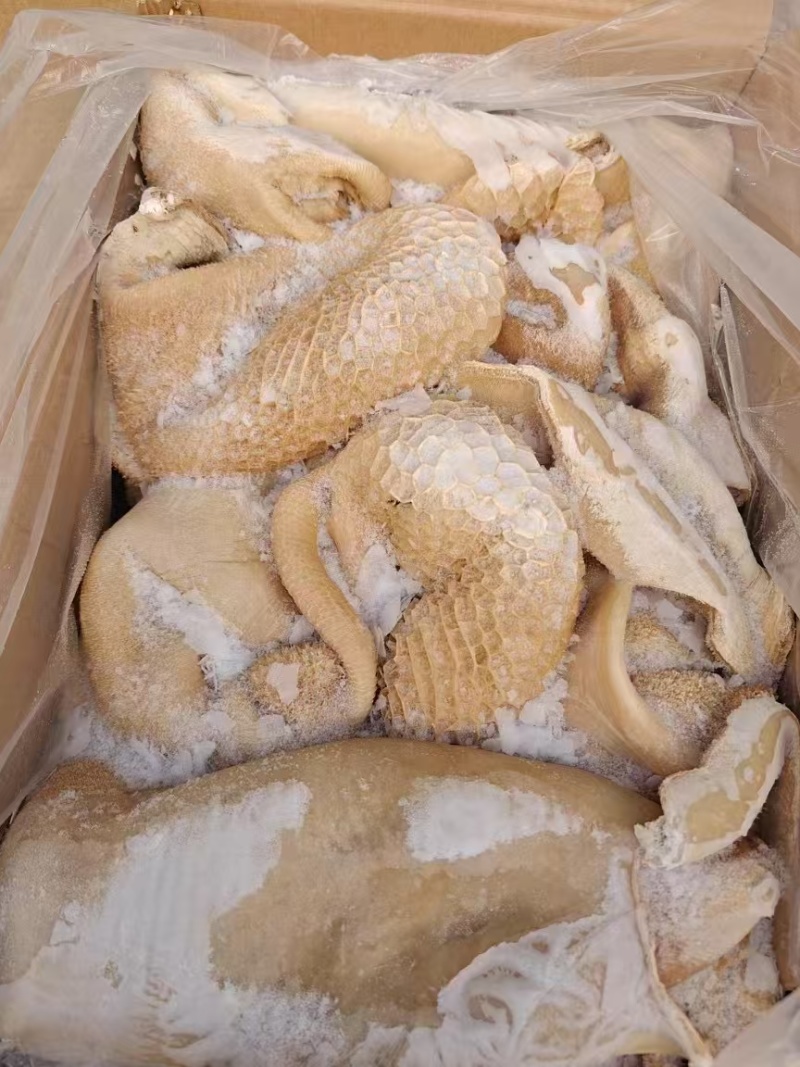 牛肚带金钱肚