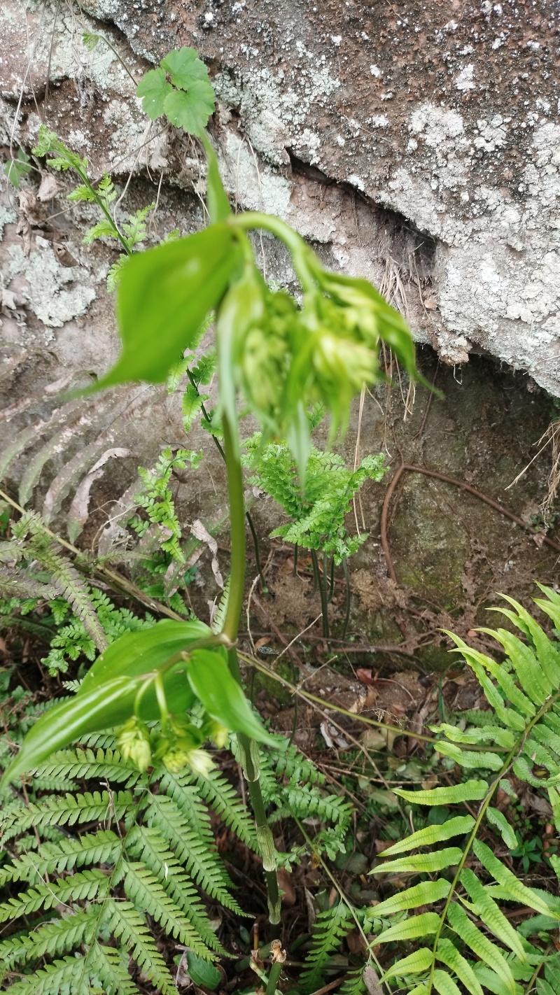 万寿竹(吉祥竹)天然野生