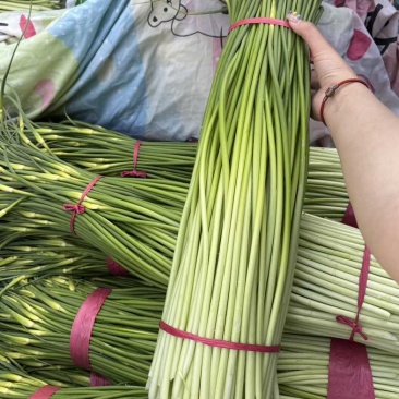 精品白帽蒜薹