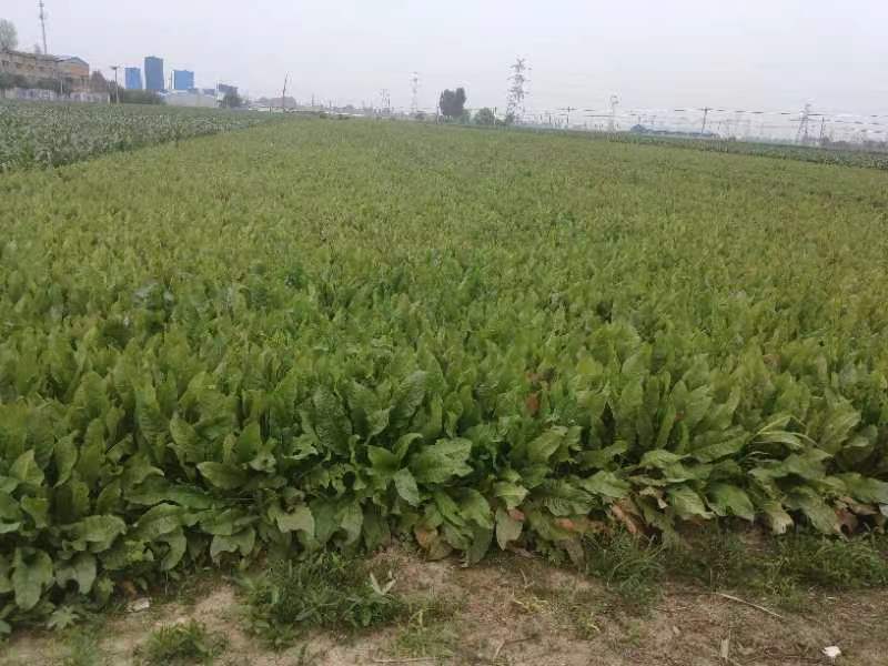 食叶草粉、种子、根苗、