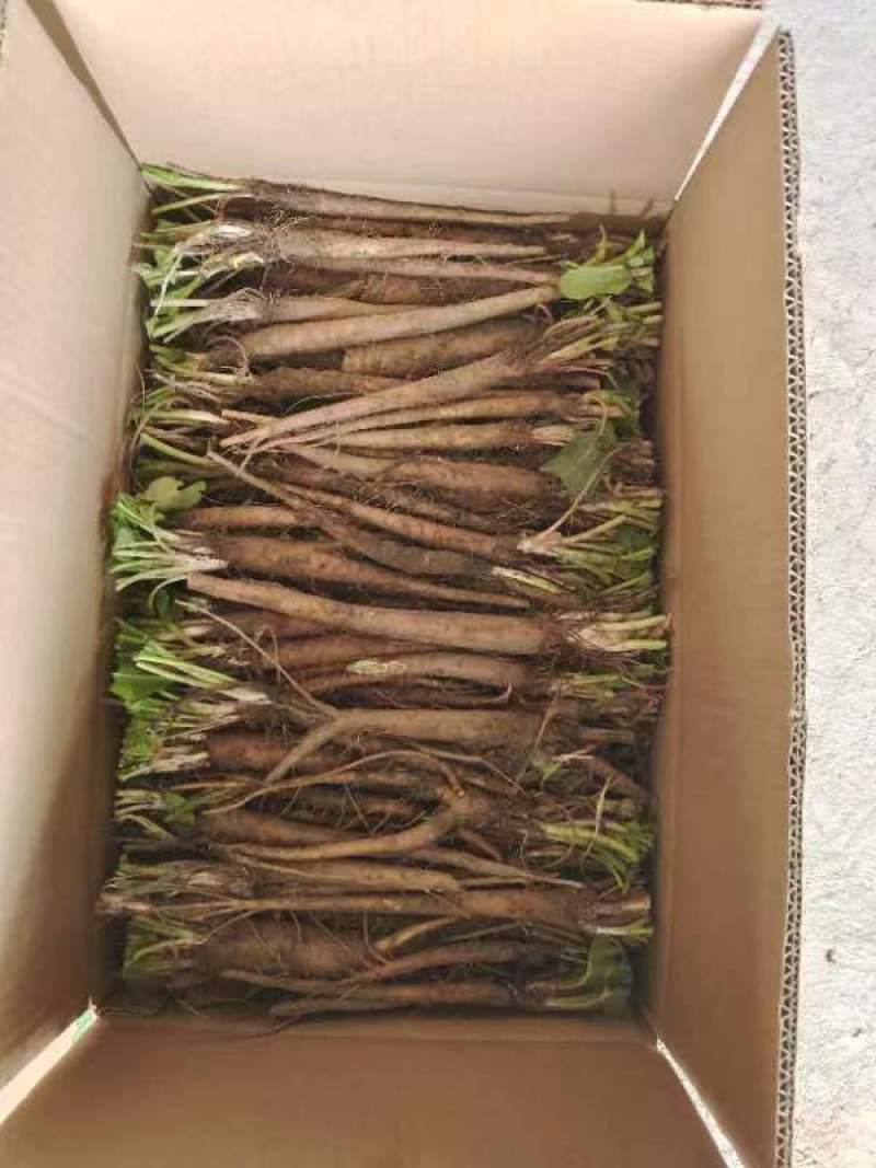 食叶草粉、种子、根苗、