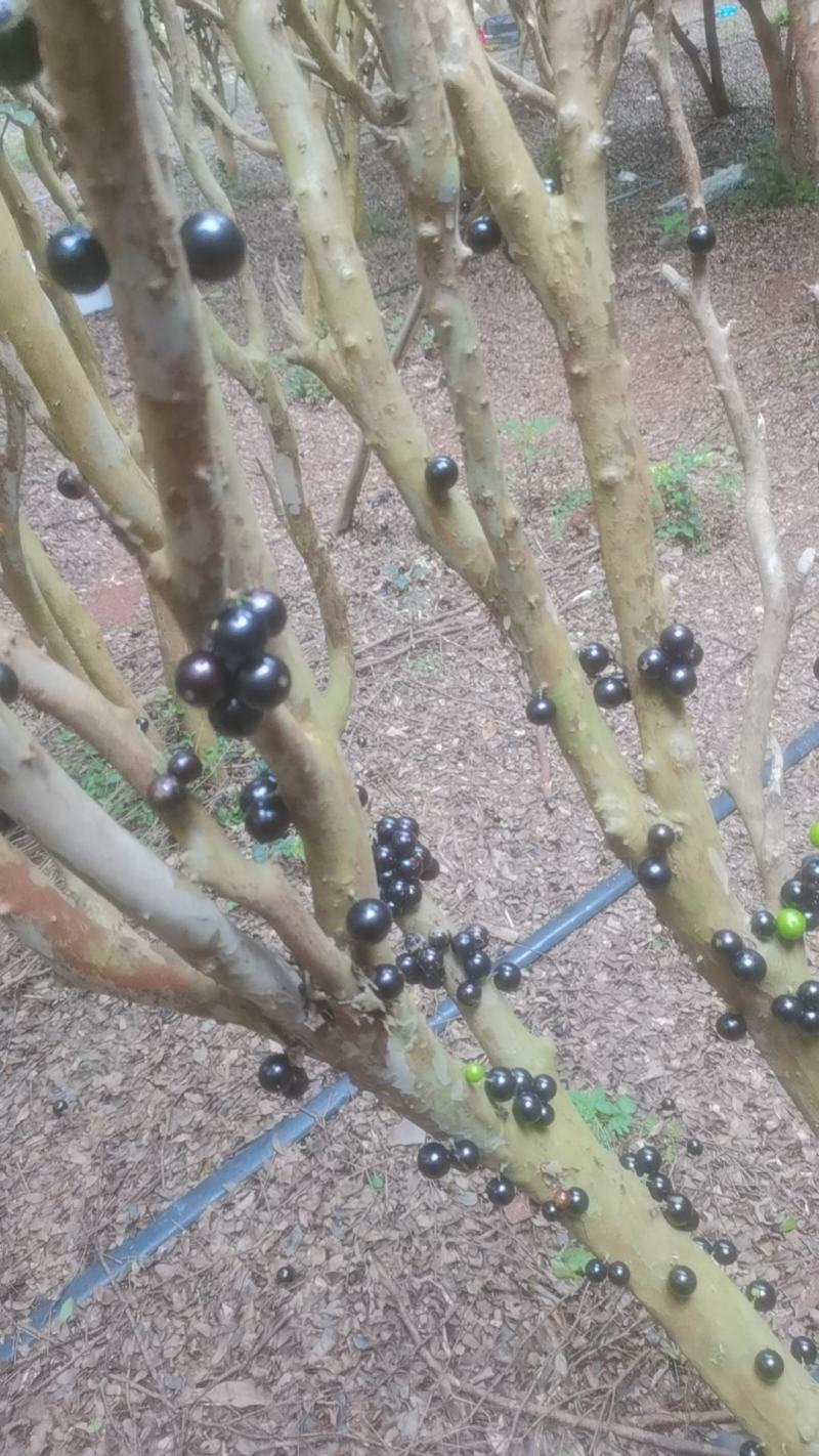 嘉宝果，大果促销啦