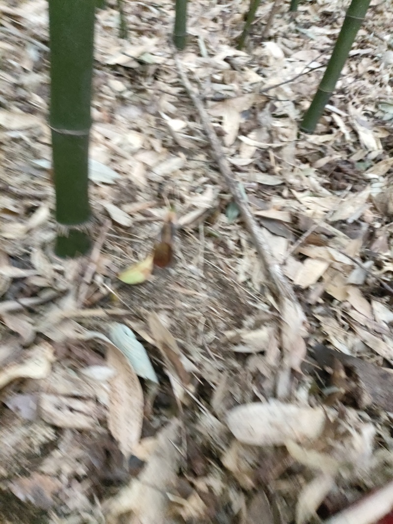 苦笋