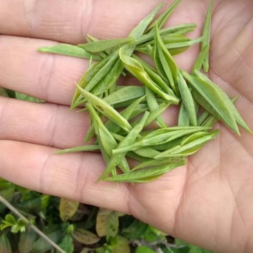浙江桐庐高山云雾茶