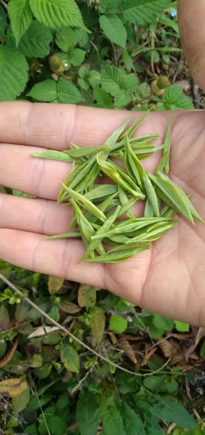 桐庐高山云雾茶