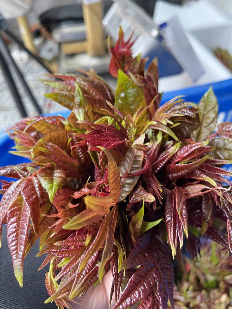 香椿芽