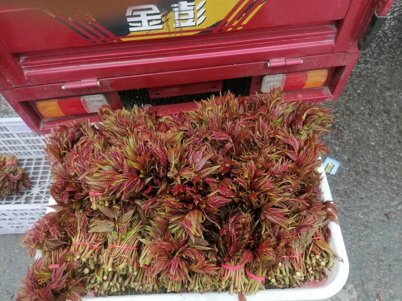 香椿芽