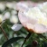 中江芍药谷芍药花预定