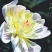中江芍药谷芍药花预定