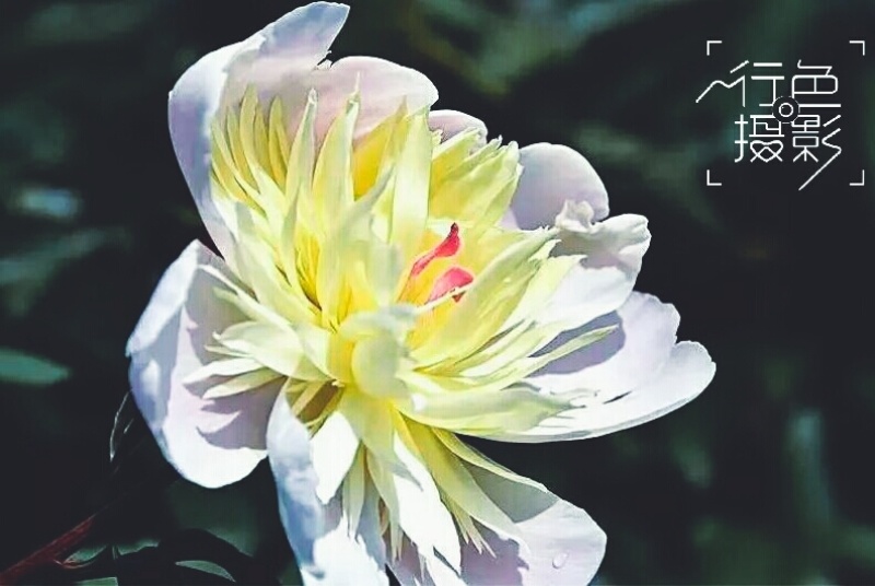 中江芍药谷芍药花预定