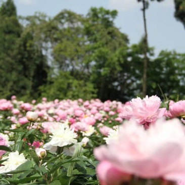 中江芍药谷芍药花预定