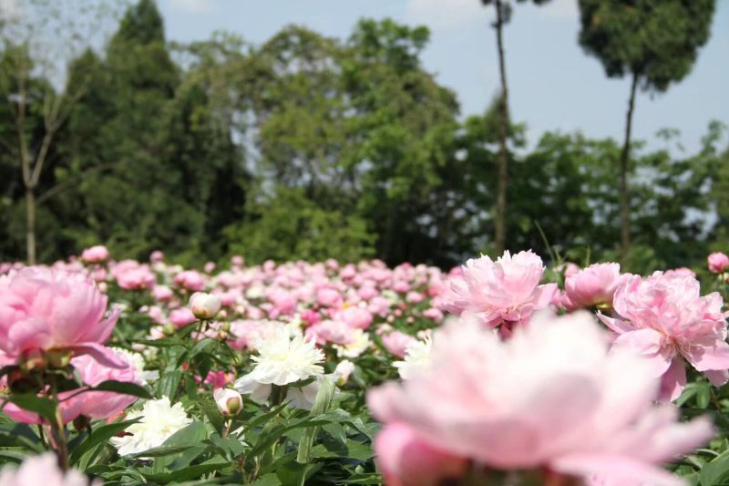 中江芍药谷芍药花预定