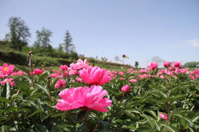 中江芍药谷芍药花预定