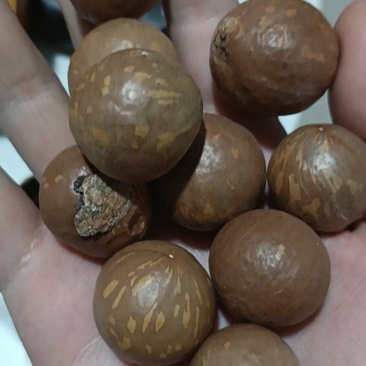 澳洲坚果