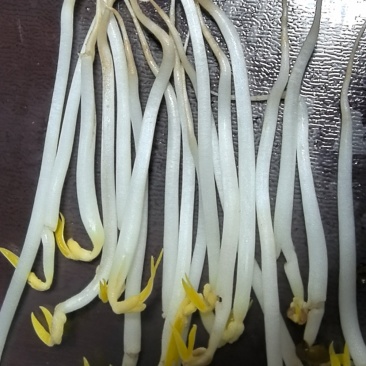 绿豆芽，黄豆芽，