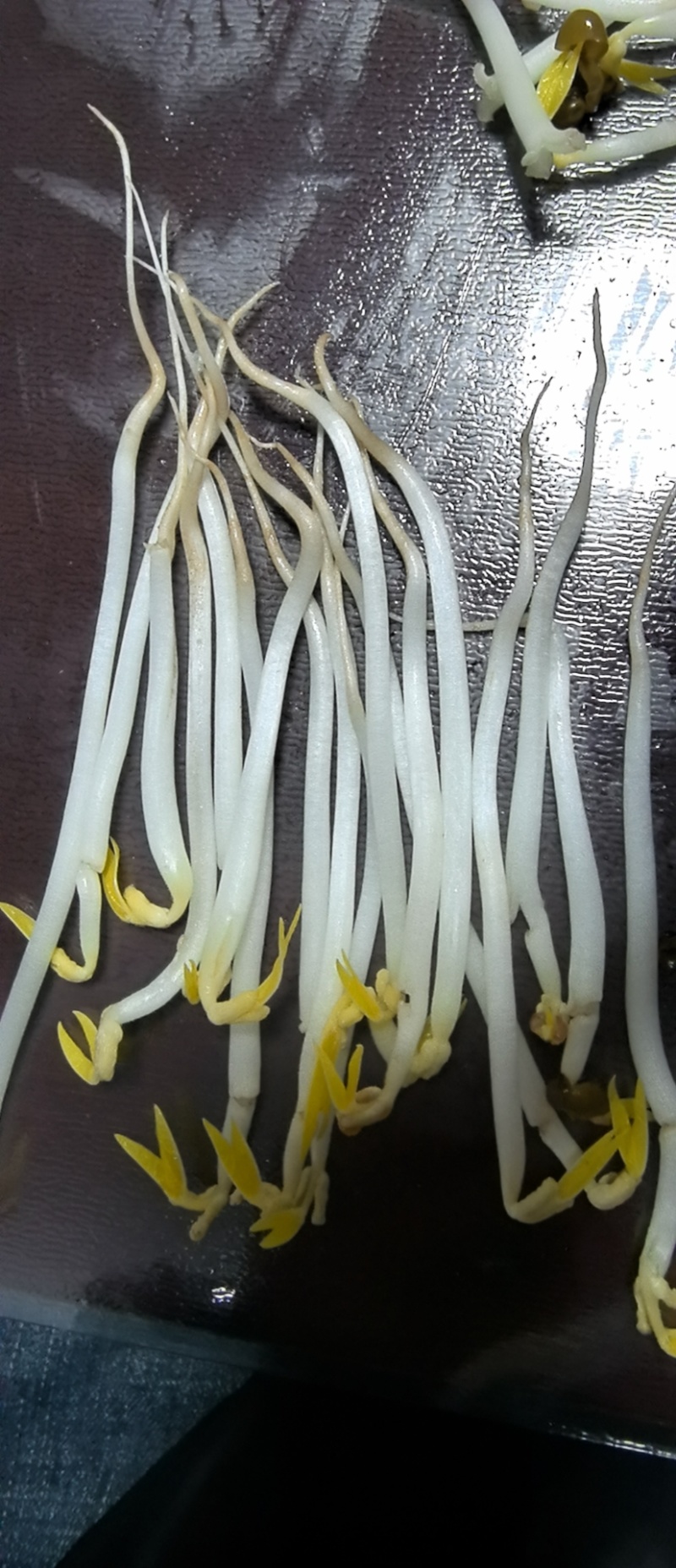 绿豆芽，黄豆芽，