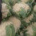 花球圆润雪白，1-4斤
