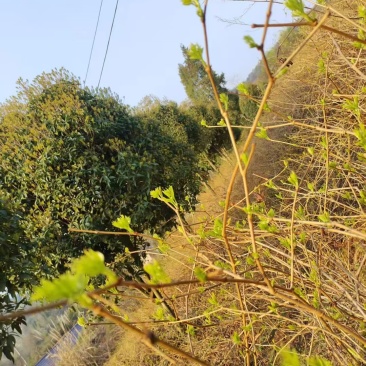 湖南张家界莓茶