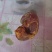 鸡宝