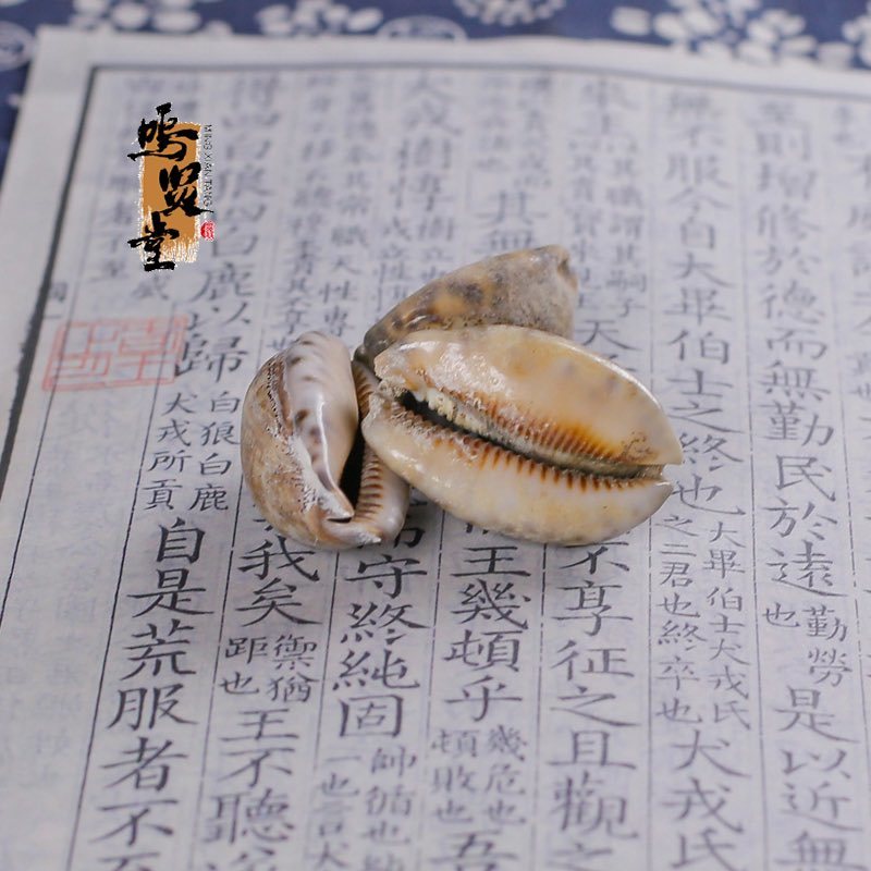 野生紫贝齿中药材紫贝文贝紫贝子南蛇牙齿