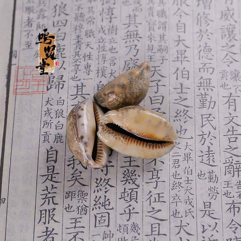 野生紫贝齿中药材紫贝文贝紫贝子南蛇牙齿