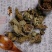 中药材杜衡杜葵马蹄香土卤土细辛杜葵南细辛马蹄