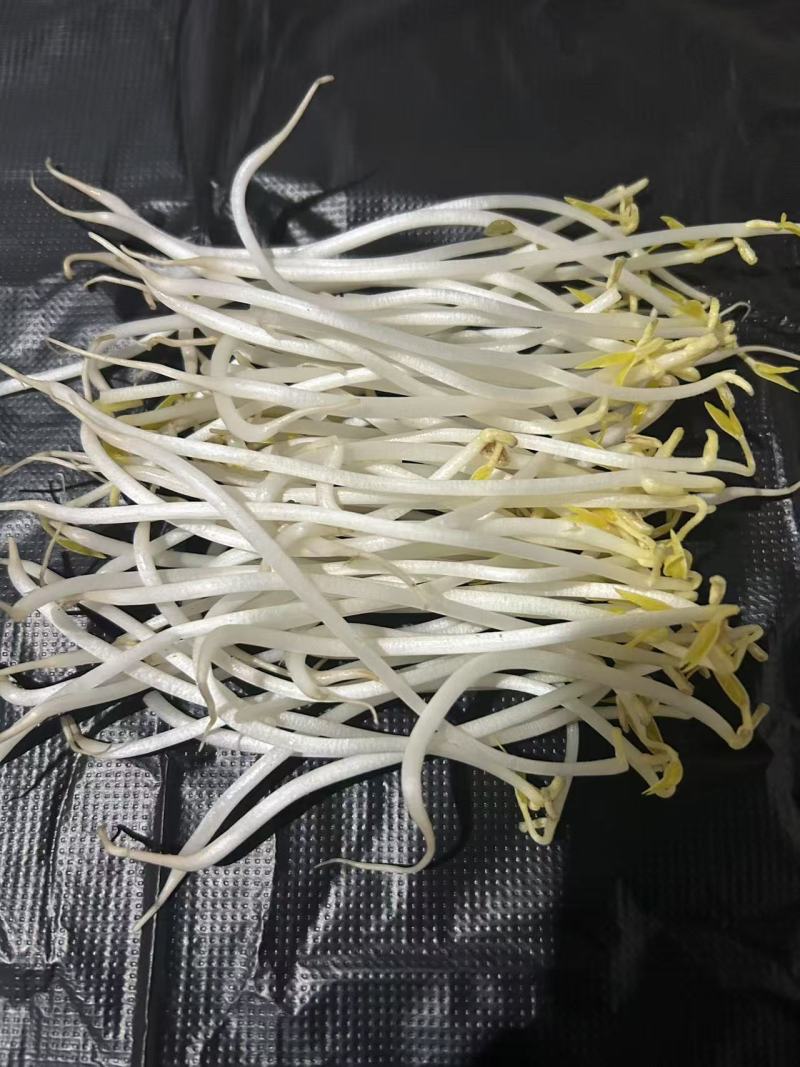 黄绿豆芽菜