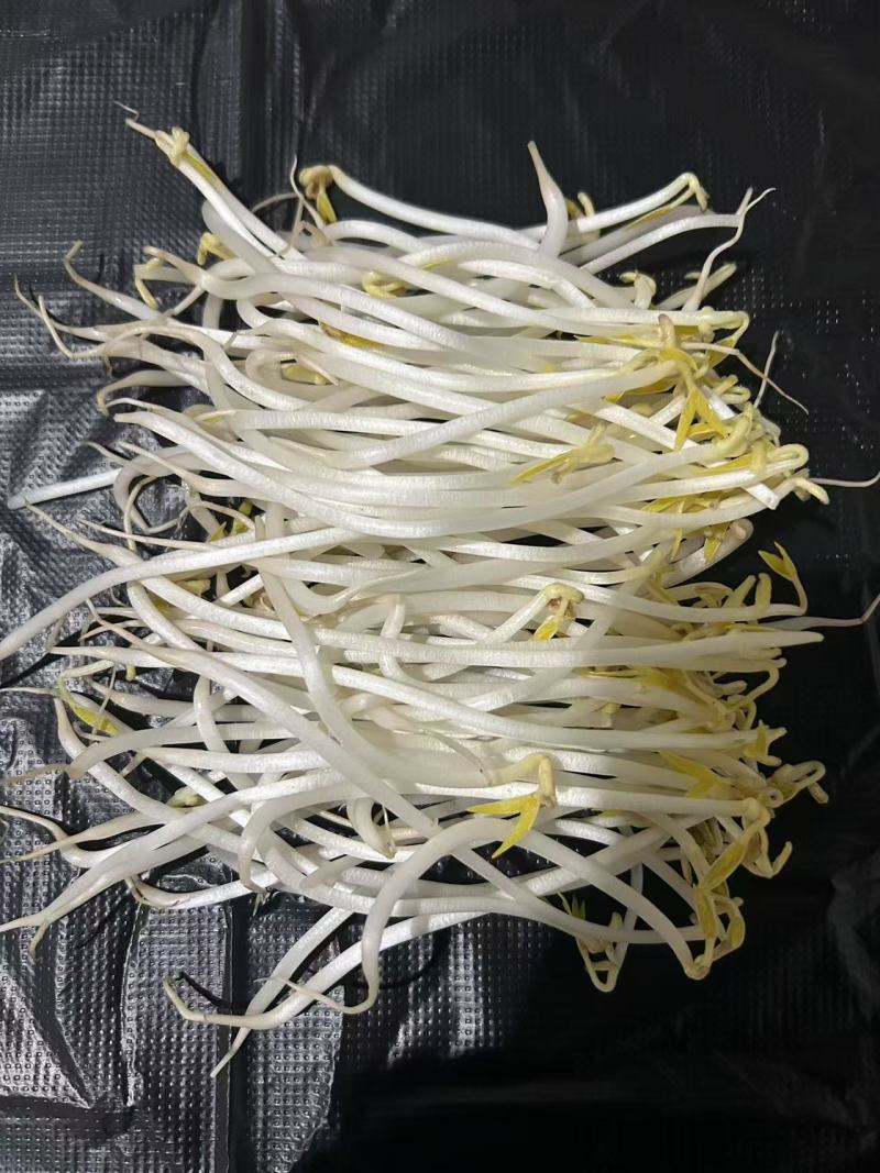 黄绿豆芽菜