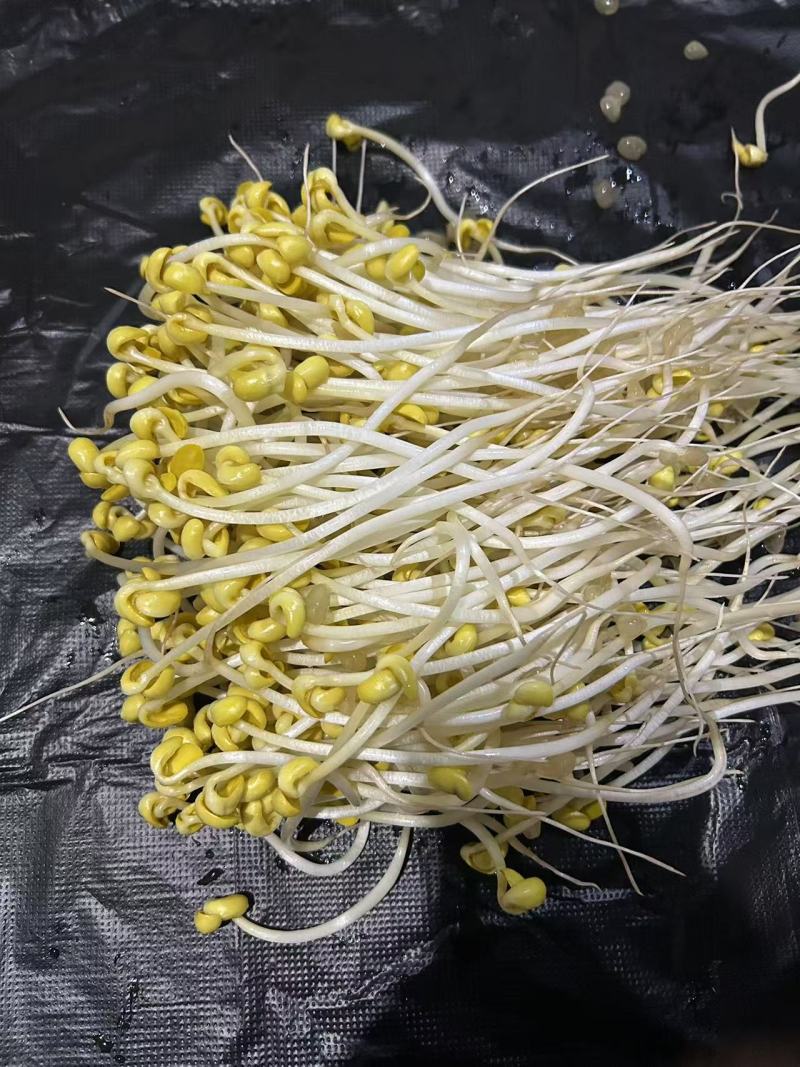 黄绿豆芽菜
