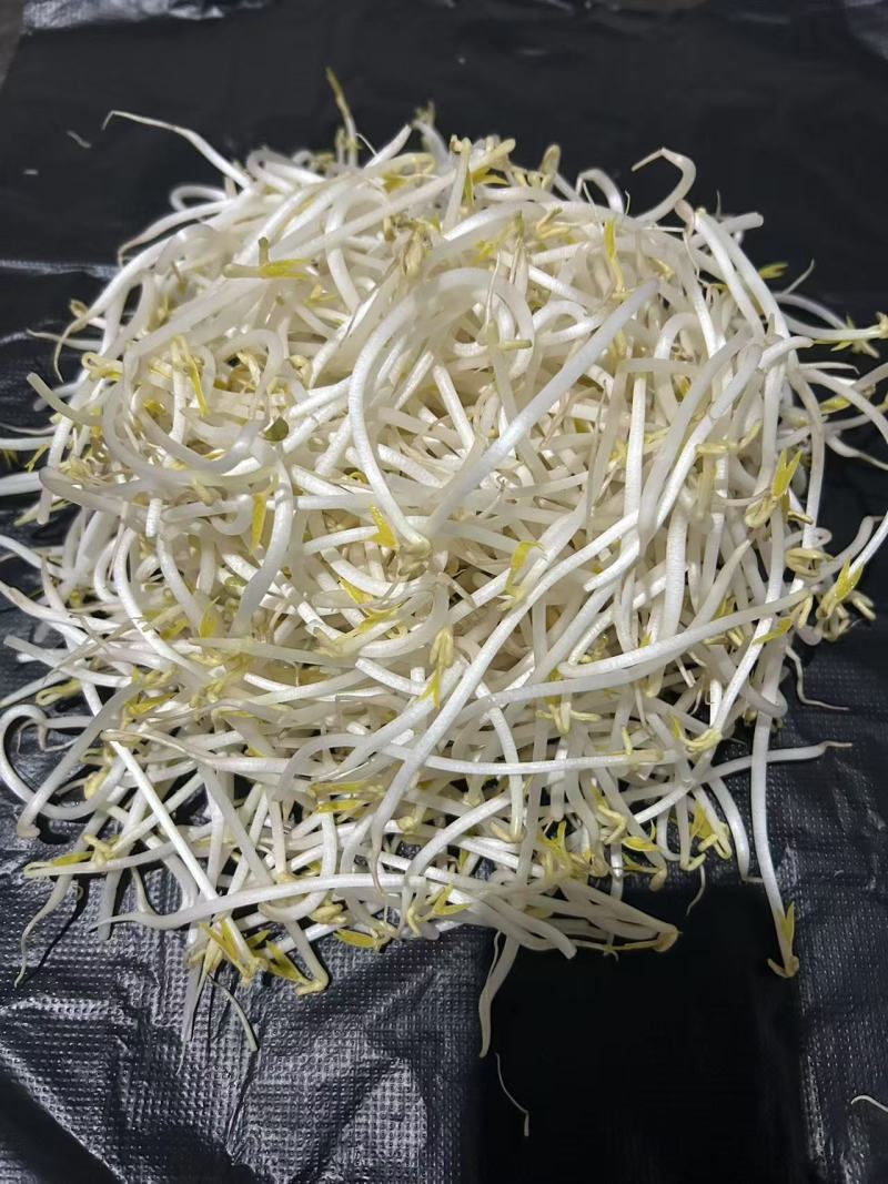 黄绿豆芽菜