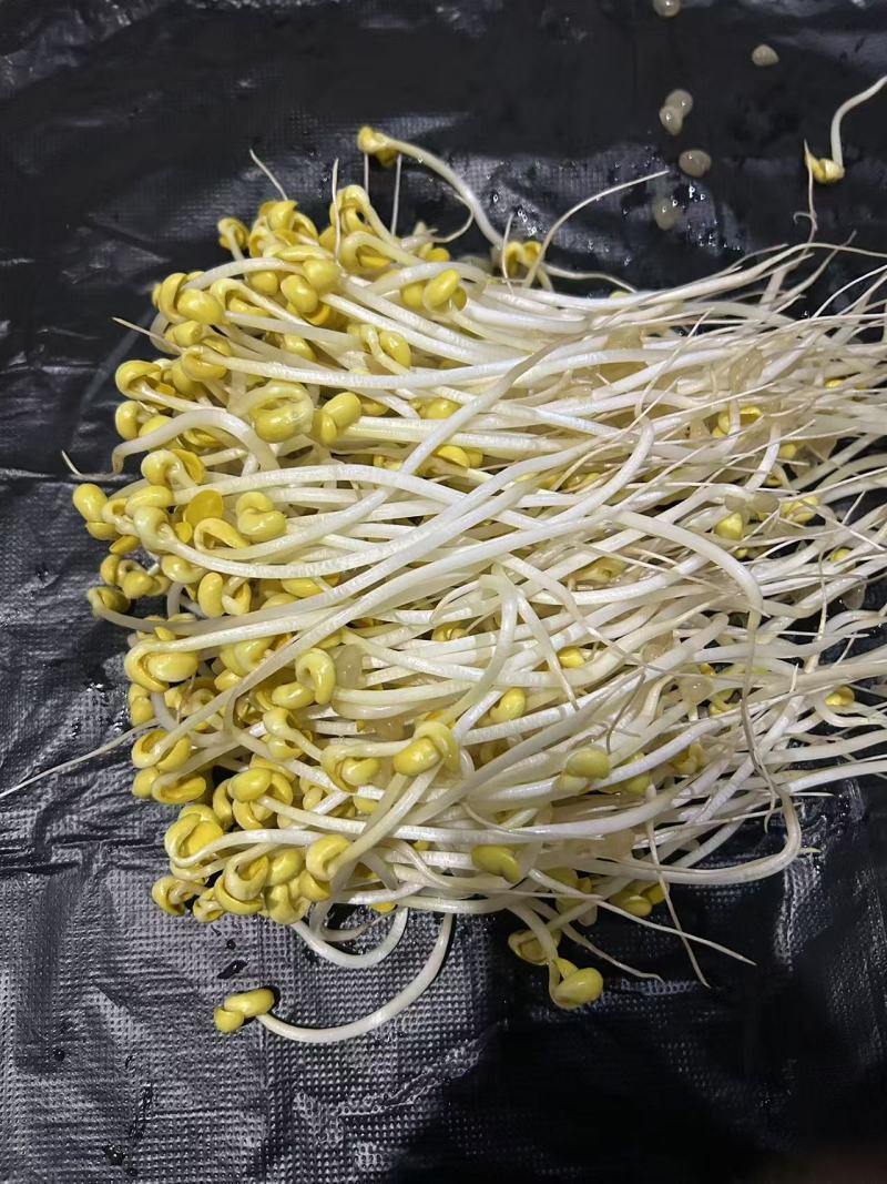 黄绿豆芽菜