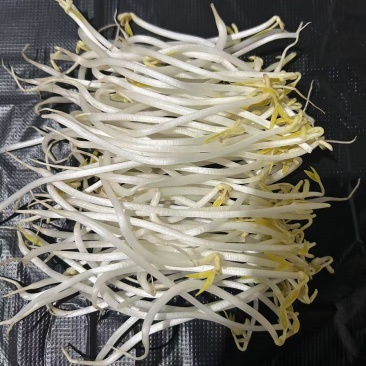 黄绿豆芽菜