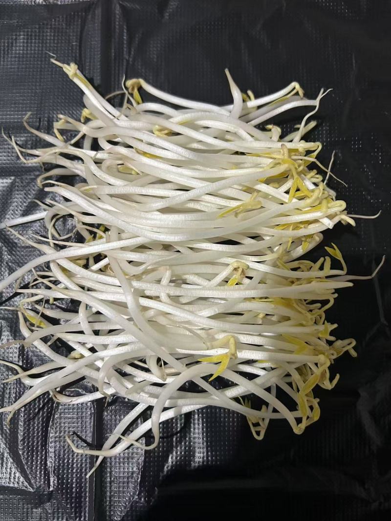 黄绿豆芽菜