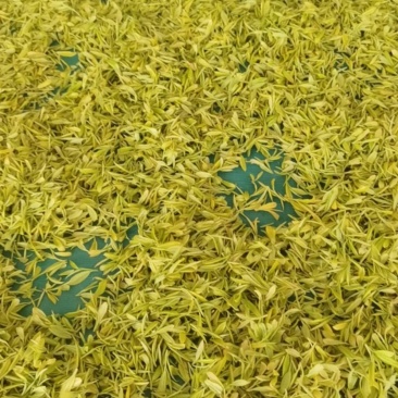 黄金牙茶鲜叶