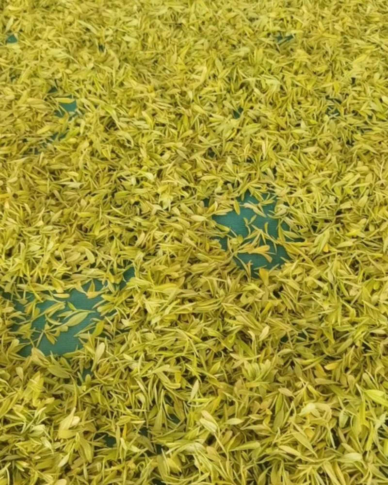 黄金牙茶鲜叶