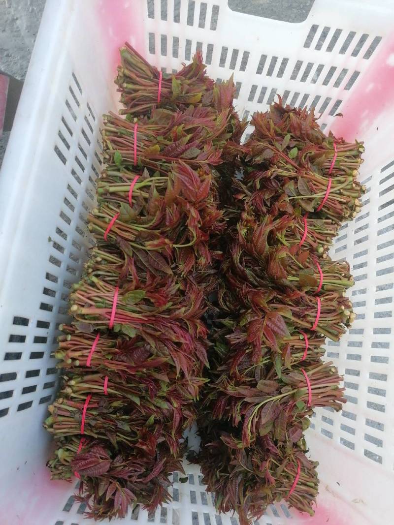 香椿芽