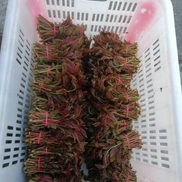 香椿芽