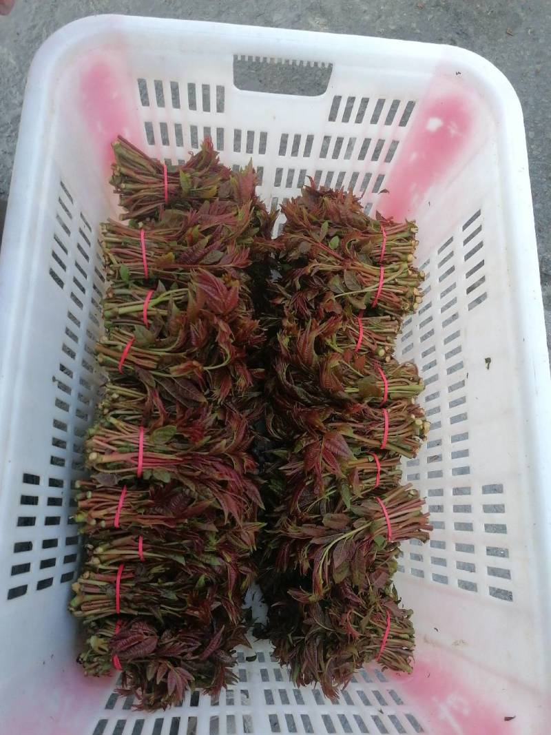 香椿芽