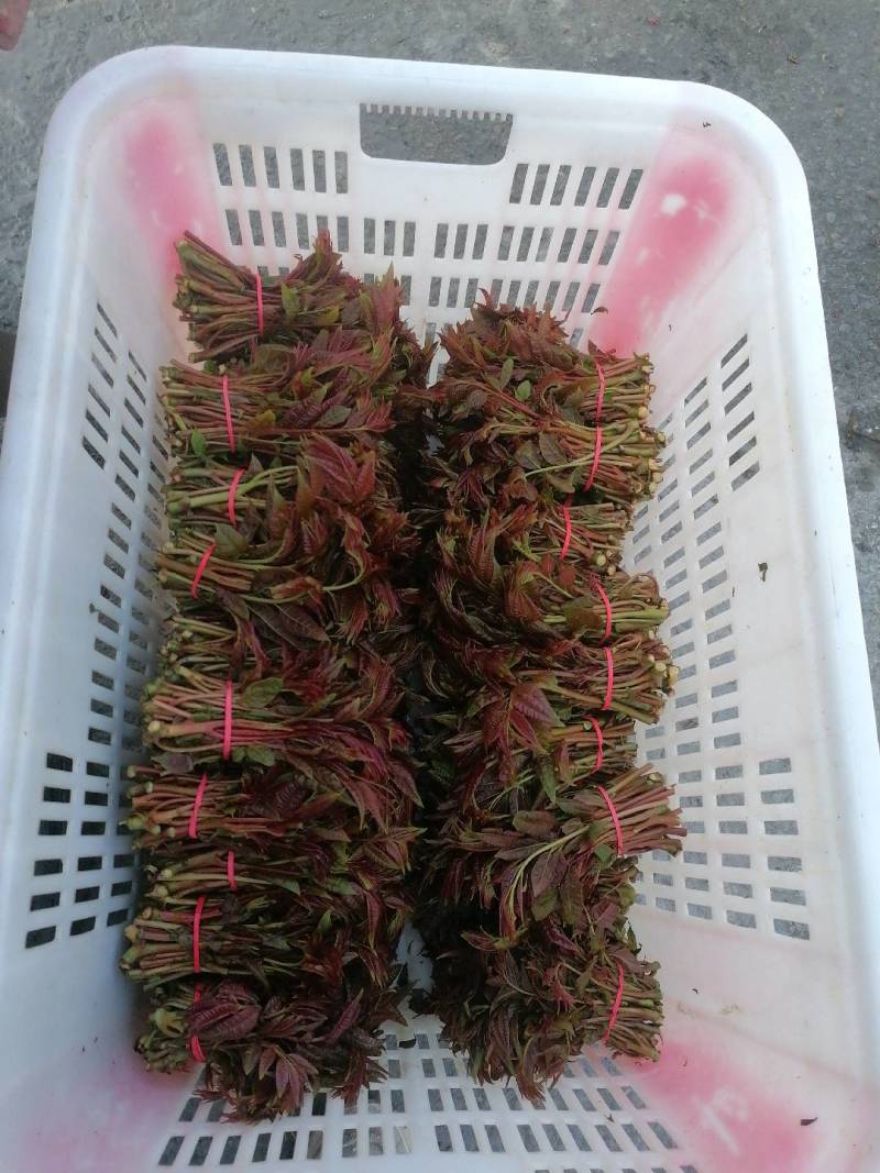 香椿芽
