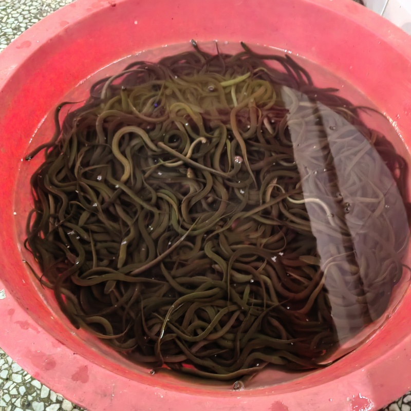 山区土黄鳝规格可选