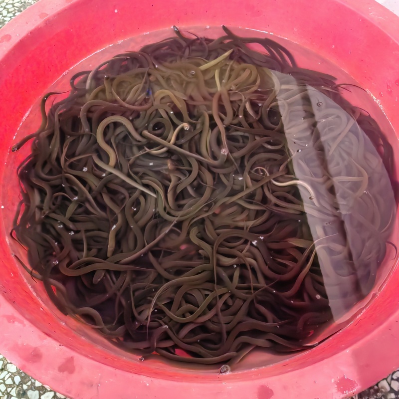 山区土黄鳝规格可选