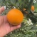 夏橙